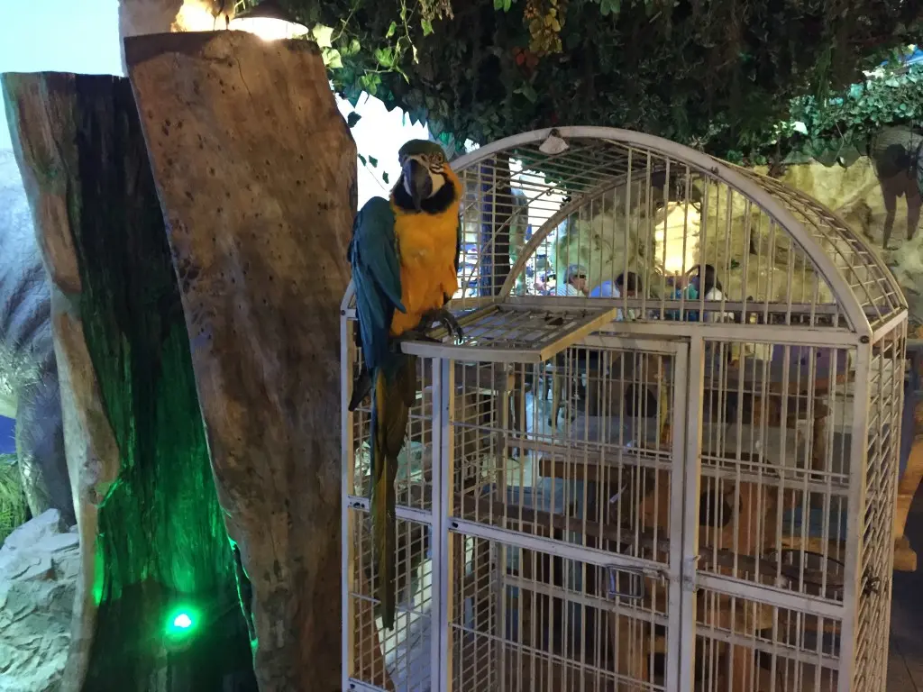 A blue-and-gold macaw perched on a white cage above the dining room at Jungle Mania